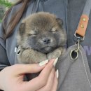 안녕, 멍냥 이미지