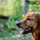 이삭애견 이미지