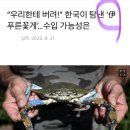 “우리한테 버려!” 한국이 탐낸 ‘伊 푸른꽃게“•수입 가능성은 이미지