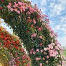 피나클랜드 이미지