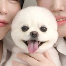 자양동사진관 | 건대사진관추천 애견동반촬영후기 자양동사진관