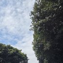 위미리[서] 네이버블로그