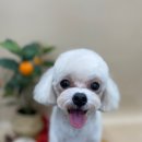 슈멍드아 이미지