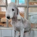 개미애견미용실 이미지