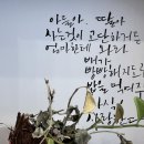 감선호취 이미지