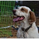 해리애견 이미지