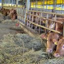 알곡한우농장 이미지