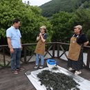 정선명주 이미지