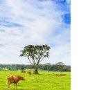 소들의 천국 이미지