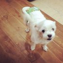 개털깎는집 이미지