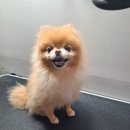 복이애견샵 이미지