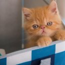 탐나는 고양이 이미지