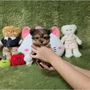 강아지 분양 프러포즈펫 | 광주강아지분양 펫왕국 미니말티즈 입양 리얼후기