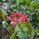 나무와나무 이미지