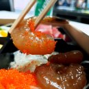 참치라이더 이미지