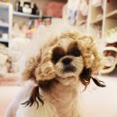 땡자애견 이미지