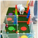 부산애견호텔 애견유치원 맘바이 부산북구점 이미지