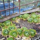 시골보양삼계탕 이미지