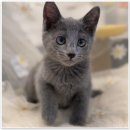 라온캣 대구고양이분양 낭만펫 강아지분양 대구점 이미지