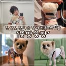 뚱땅뚱땅 | 강아지옷 쇼핑몰 뚱땅뚱땅 사계절 실용적인 강아지티셔츠 배송 후기