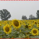 안산목장 이미지