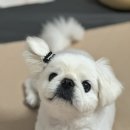 강아지 미장원 이미지