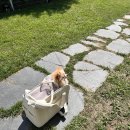 콩밭매는 강아지 | 충남 애견 펜션 콩밭 매는 댕댕이 펜션 방문 후기! 여름휴가 내 돈 내산