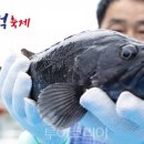 신안우럭 이미지