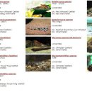 로얄(ROYAL) 이미지