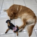 러브미독 | 인천강아지:) 러브미독 좋은 후기!!!!