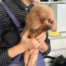 셀린 펫 살롱 이미지