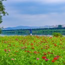 백일홍 - 안산시 단원구 부흥로 235 | 백일홍
