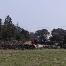 간세다리 이미지