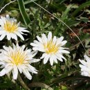 민들레1 이미지