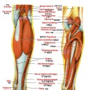 아킬레스건Achilles tendon에 일어나는 모든 부상들 이미지