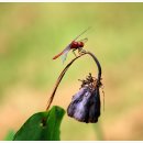 고추잠자리 이미지
