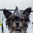 멍스바스 이미지