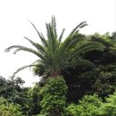 카멜리아힐 이미지