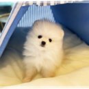 도그도그 이미지