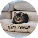 레오그루밍 | 고양이 쿠션 추천, 부티캣 퍼스트쿠션