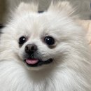 포벤져스