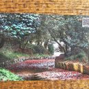 씨유원주천년나무 | 광양 옥룡사 동백나무숲- 동백꽃은?