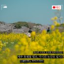 (주)금호타이어제주판매 | 이번 주말 꼭 가야 할 제주 유채꽃 명소! 제43회 서귀포 유채꽃 축제, 제주 벚꽃 명소 후기