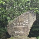 사이로 | 제주 교래자연휴양림 힐링 프로그램 '곶자왈 숲 사이로' 참가 후기