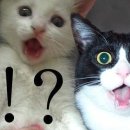 뭉실뭉실 이미지