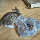 아지&냥이 이미지