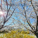 권선구 오목천동 화성군계 | 수원 화성 벚꽃 명소 황구지천 주차