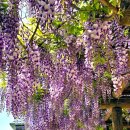 대마초등학교 이미지