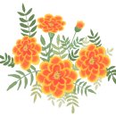 플라워피다 네이버블로그