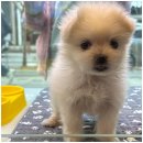 도그마루 고양이 강아지 무료분양 이미지